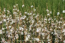 Gaura lindheimeri 'Whirling Butterflies'