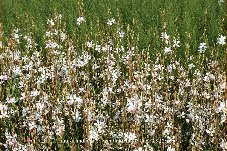 Gaura lindheimeri 'Whirling Butterflies'
