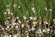 Gaura lindheimeri 'Whirling Butterflies'