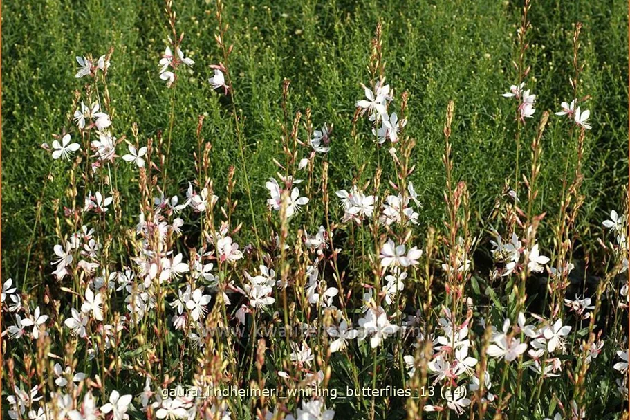 Gaura lindheimeri 'Whirling Butterflies'