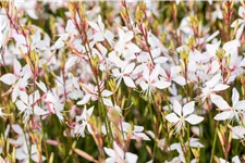 Gaura lindheimeri 'Whirling Butterflies'
