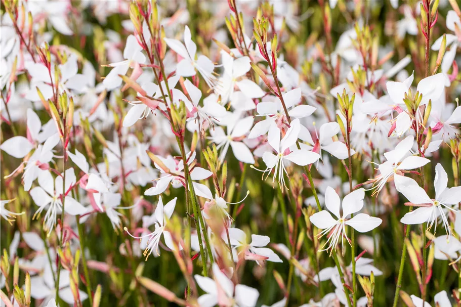 Gaura lindheimeri 'Whirling Butterflies'
