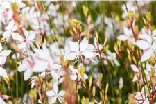 Gaura lindheimeri 'Whirling Butterflies'
