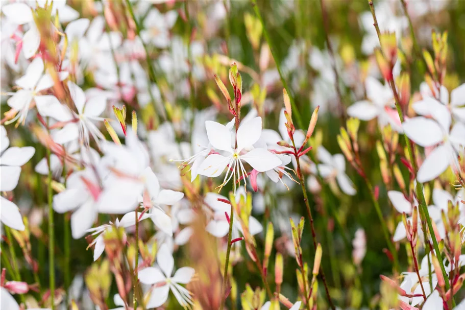 Gaura lindheimeri 'Whirling Butterflies'