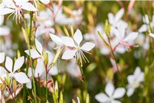 Gaura lindheimeri 'Whirling Butterflies'