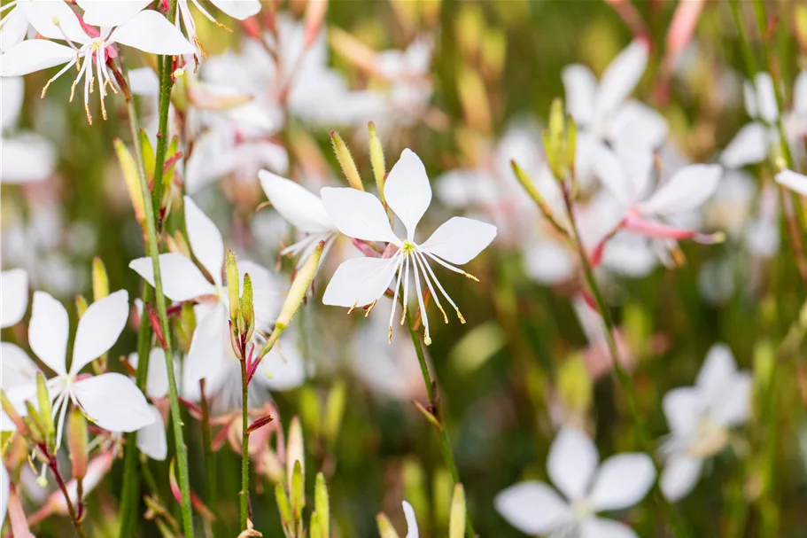 Gaura lindheimeri 'Whirling Butterflies'