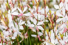 Gaura lindheimeri 'Whirling Butterflies'