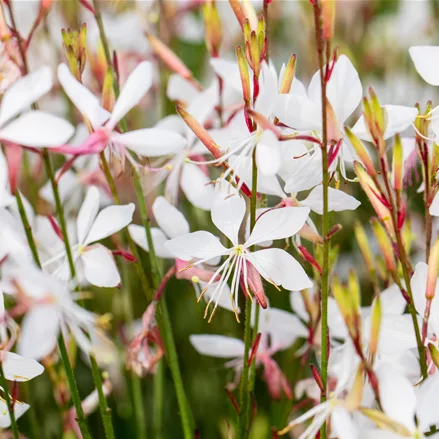 Gaura lindheimeri 'Whirling Butterflies'
