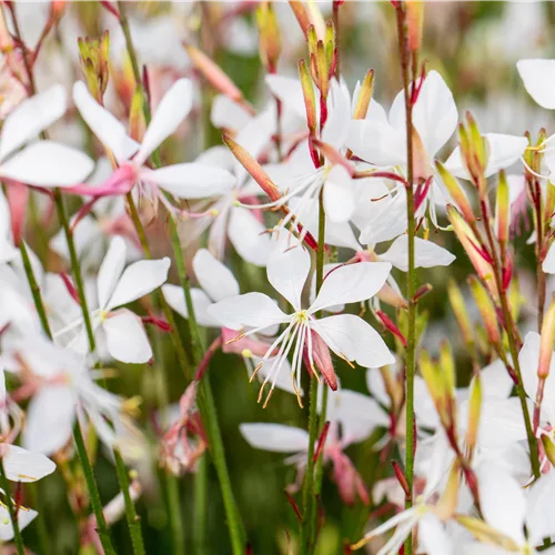 Gaura lindheimeri 'Whirling Butterflies'