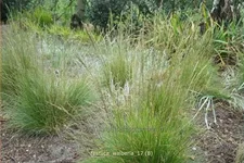 Festuca cinerea 'Walberla'