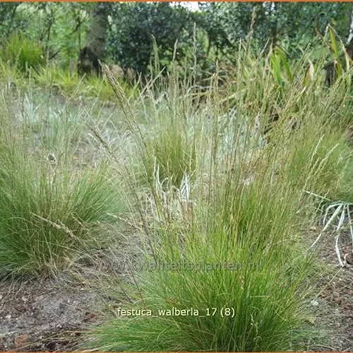 Festuca cinerea 'Walberla'