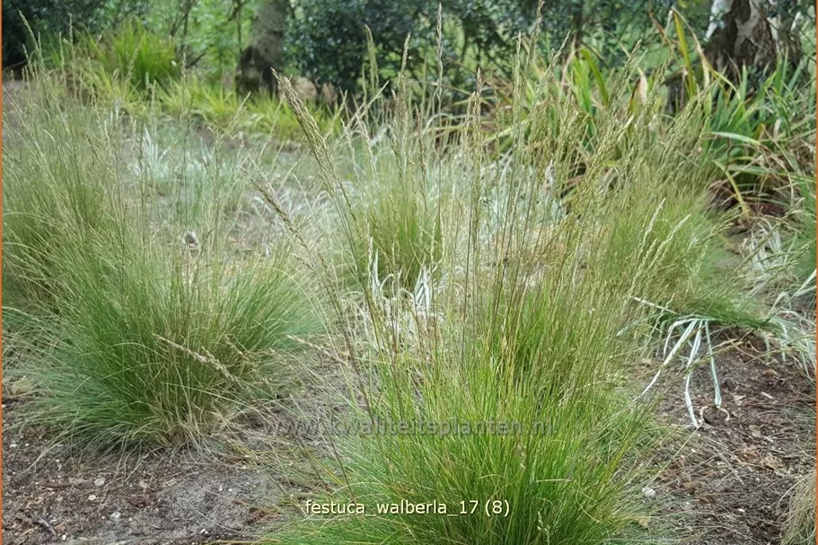 Festuca cinerea 'Walberla'