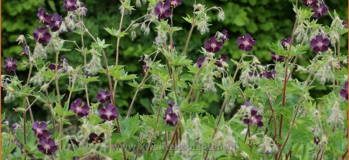 Geranium phaeum 'Mourning Widow'
