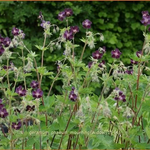 Geranium phaeum 'Mourning Widow'