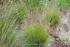 Festuca cinerea 'Walberla'