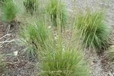 Festuca cinerea 'Walberla'