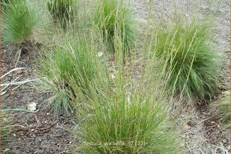 Festuca cinerea 'Walberla'