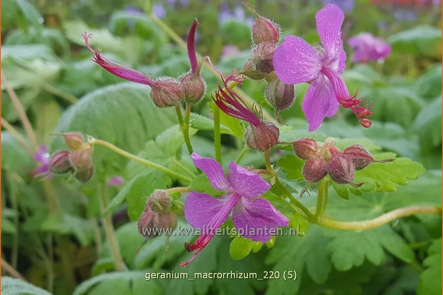 Geranium macrorrhizum