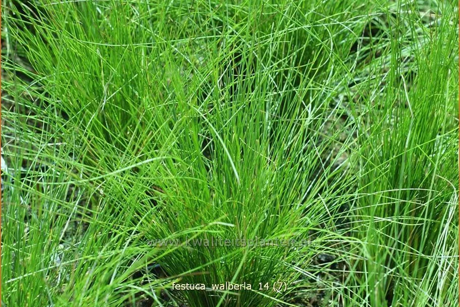 Festuca cinerea 'Walberla'