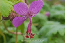 Geranium macrorrhizum