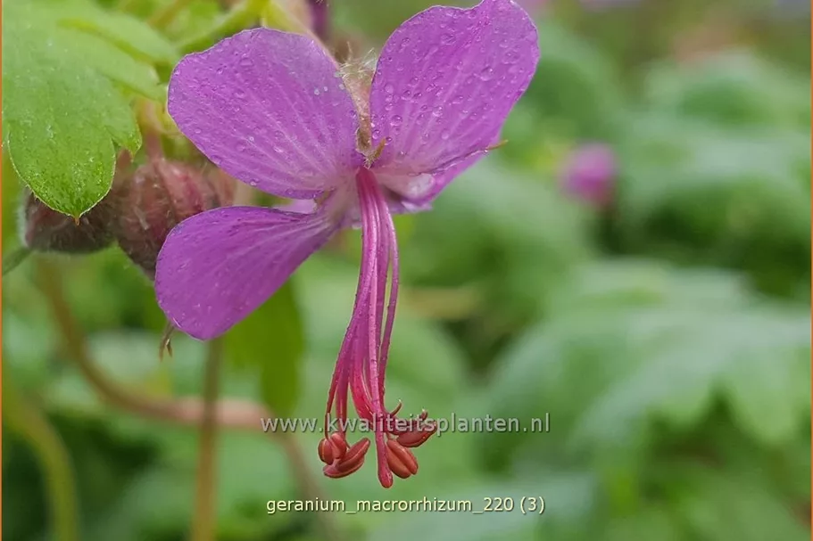 Geranium macrorrhizum