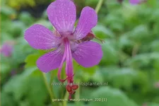 Geranium macrorrhizum