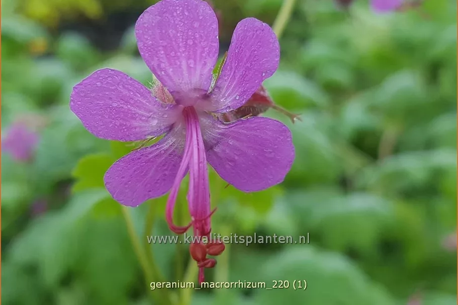 Geranium macrorrhizum