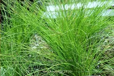 Festuca cinerea 'Walberla'