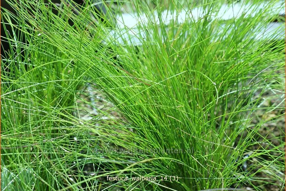 Festuca cinerea 'Walberla'