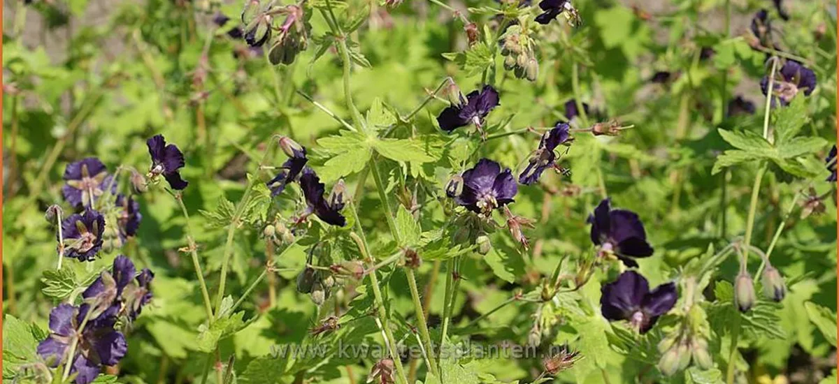 Geranium phaeum 'Raven'