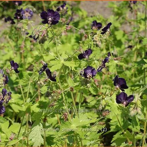 Geranium phaeum 'Raven'