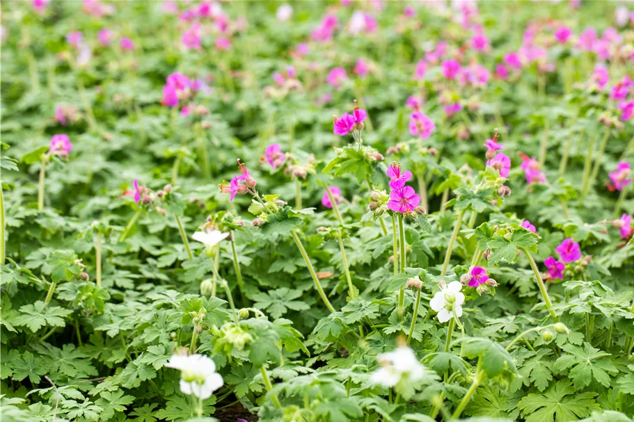 Geranium macrorrhizum