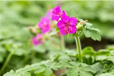 Geranium macrorrhizum