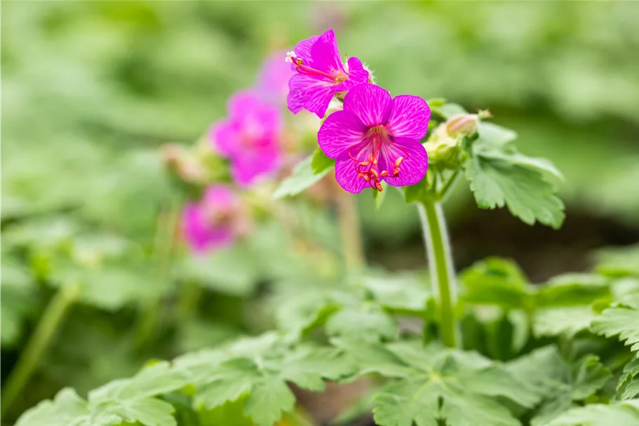 Geranium macrorrhizum