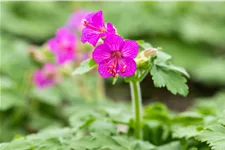 Geranium macrorrhizum