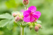Geranium macrorrhizum