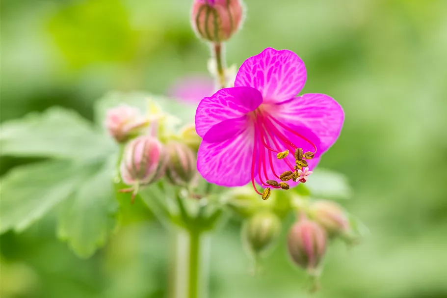 Geranium macrorrhizum