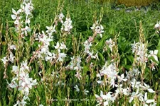 Gaura lindheimeri 'White Dove'