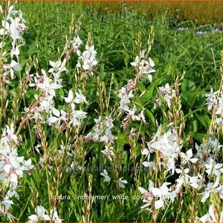 Gaura lindheimeri 'White Dove'