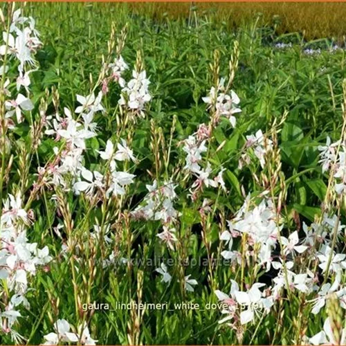 Gaura lindheimeri 'White Dove'