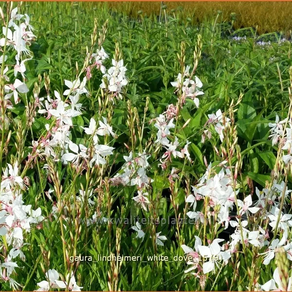 Gaura lindheimeri 'White Dove'