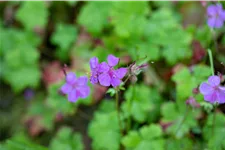 Geranium macrorrhizum
