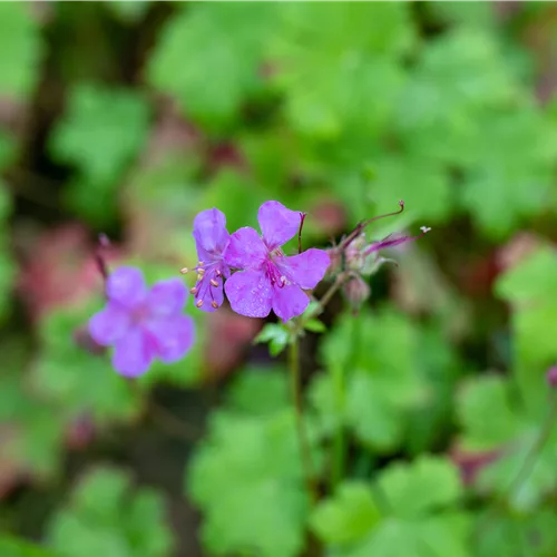 Geranium macrorrhizum