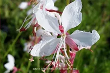 Gaura lindheimeri 'White Dove'
