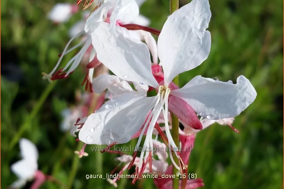 Gaura lindheimeri 'White Dove'