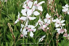 Gaura lindheimeri 'White Dove'
