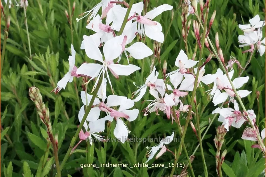 Gaura lindheimeri 'White Dove'