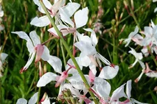 Gaura lindheimeri 'White Dove'
