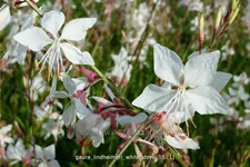 Gaura lindheimeri 'White Dove'
