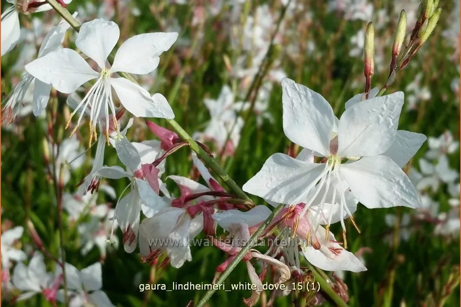 Gaura lindheimeri 'White Dove'